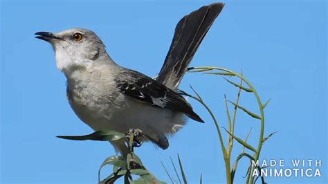 Home video of a mockingbird singing 